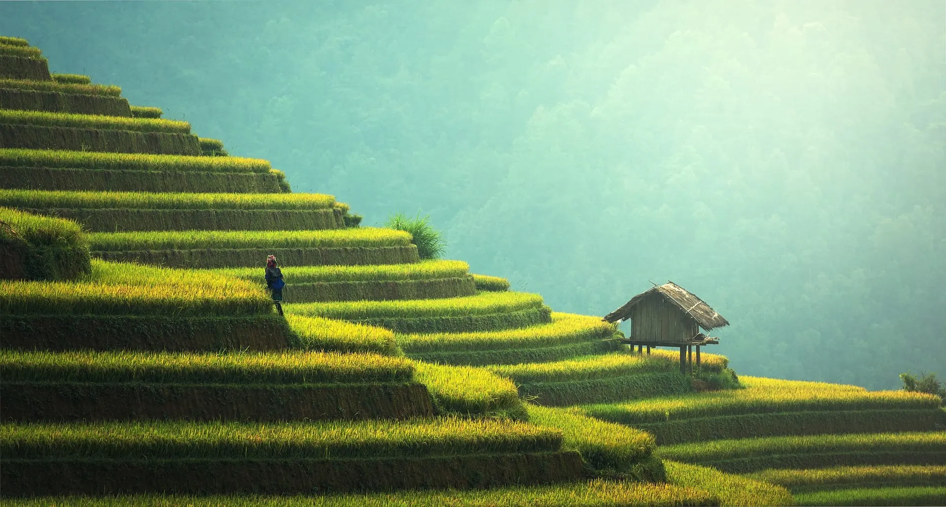 Ruộng bậc thang xanh mướt với một túp lều nhỏ giữa sườn đồi