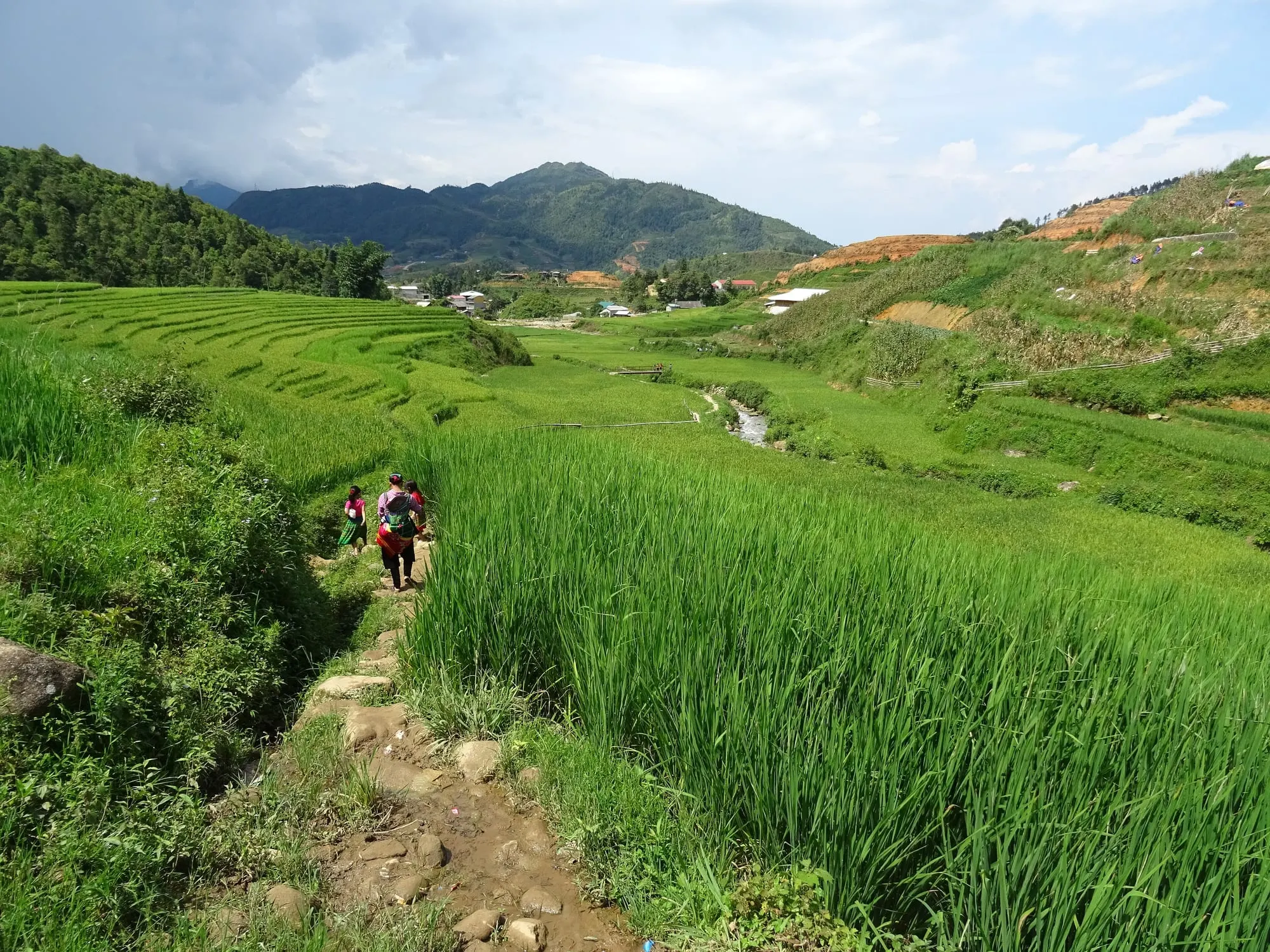 Con đường nhỏ giữa ruộng bậc thang xanh ở Sa Pa, Lào Cai